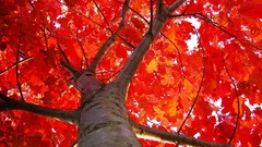 Leaves nature Trees red autumn