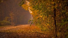 Leaves nature Trees roads paths fallen leaves