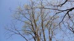 Leaves nature Trees summer forests skyscapes