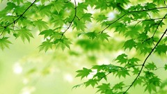 Leaves nature Trees sunlight forests