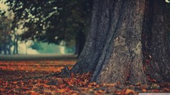 Leaves nature Trees tree trunk