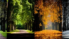 Leaves nature Trees winter seasons summer autumn spring colors