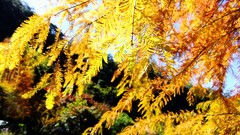 Leaves nature Trees yellow autumn