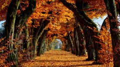 Leaves nature Trees yellow brown Start falls paths narrow 