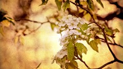 Leaves nature Trees yellow Green
