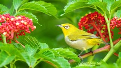 Leaves nature twig Birds red flowers japanese white-eye