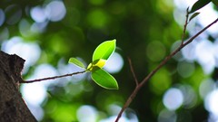 Leaves nature wall Green