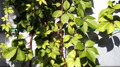 Leaves nature wall Green ivy