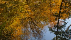 Leaves nature water autumn reflections