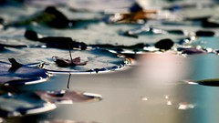 Leaves nature water bokeh ponds depth of field lily pads