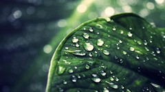 Leaves nature water drops