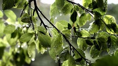 Leaves nature water drops