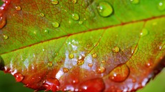 Leaves nature water drops