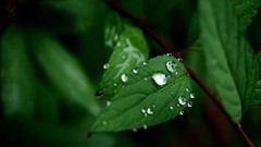 Leaves nature water drops