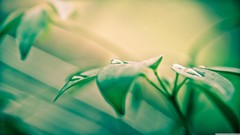 Leaves nature water drops dreamy