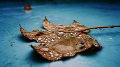 Leaves nature water drops fallen leaves