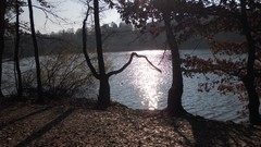 Leaves nature water forests skyscapes