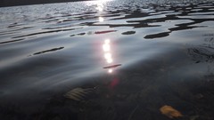 Leaves nature water forests skyscapes