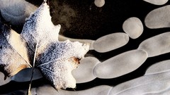 Leaves nature water frost