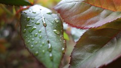 Leaves nature water Green Garden water drops droplet