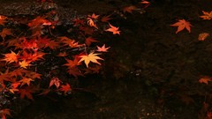 Leaves nature water Japan