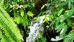 Leaves nature water Plants Ferns waterfalls
