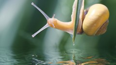 Leaves nature water Plants snails molluscs