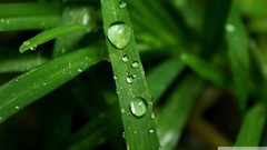 Leaves nature water rain Green