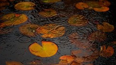 Leaves nature water ripples lily pads