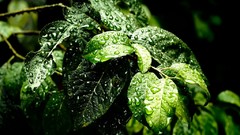 Leaves nature wet water drops
