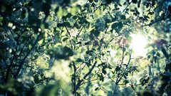 Leaves nature white flowers bokeh sunlight