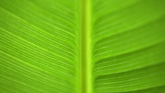 Leaves nature widescreen Green