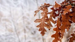 Leaves nature winter