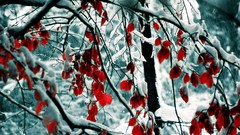 Leaves nature winter red