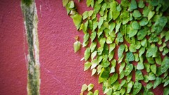 Leaves nature winter wall pink Green colors
