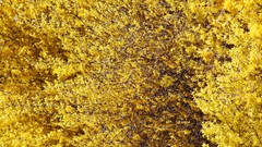 Leaves nature yellow