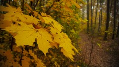 Leaves nature yellow autumn forests