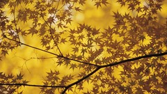 Leaves nature yellow autumn Japan
