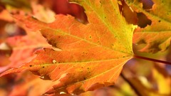 Leaves nature yellow autumn orange Plants multicolor