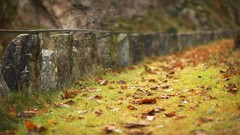 Leaves nature yellow Green fallen leaves