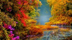 Leaves nature yellow rain autumn foliage Green calm waterfalls 