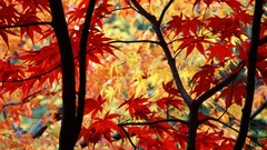 Leaves nature yellow red