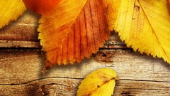 Leaves nature yellow seasons autumn fallen leaves