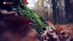 Leaves November Smashing magazine