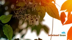 Leaves Operating Systems Jolicloud