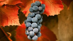 Leaves orange grapes