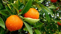 Leaves oranges fruits water drops fruit trees