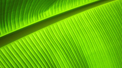 Leaves palm Green vista