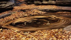 Leaves Parks illinois fallen leaves