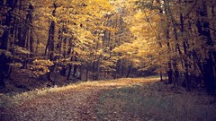 Leaves paths fallen leaves